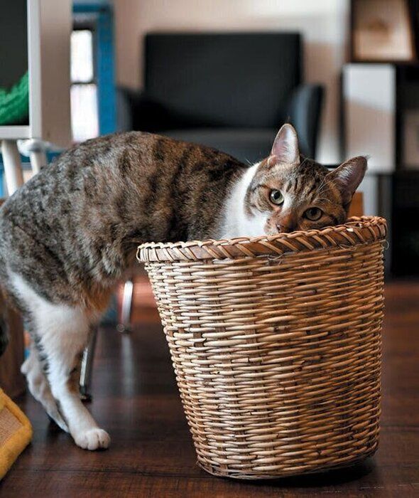 カゴに入る猫