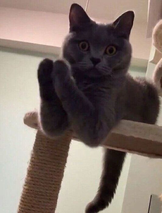 お手てをひょいひょい動かすパティちゃん
