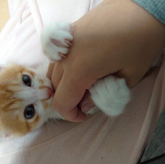 MIX きなこくん