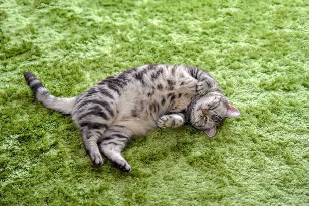 敷物の上に横たわっている猫