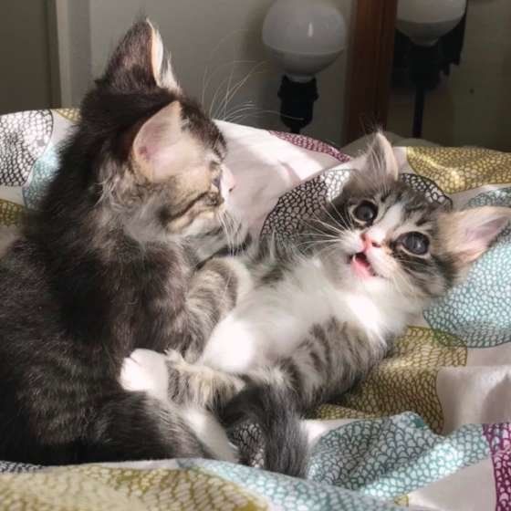 遊ぶ子猫