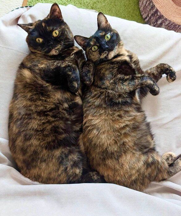 仲良しなよもぎちゃん、めいちゃん