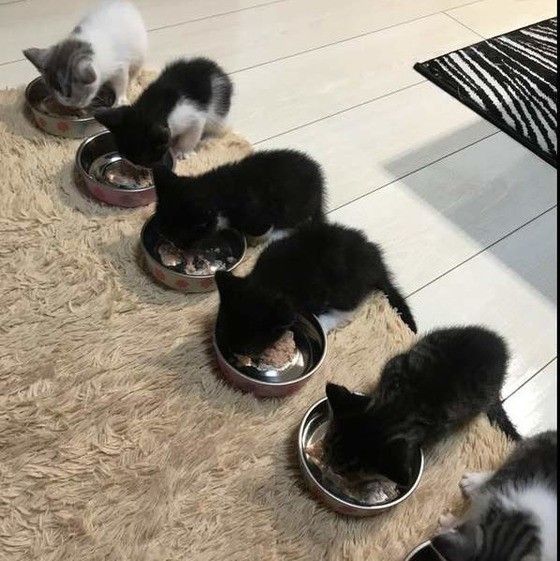 マンチカンの子猫たち
