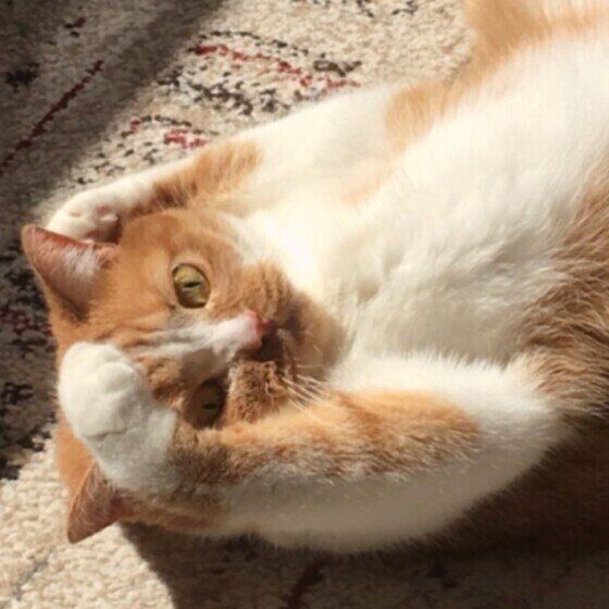やんちゃな表情の猫(メス、ブリティッシュショートヘア)