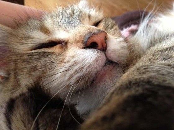 眠るメインクーン