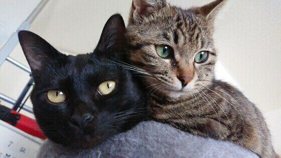 寄り添う猫