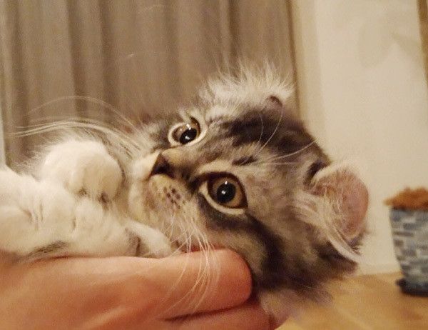 見つめる猫