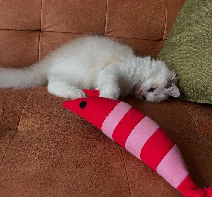 おもちゃで遊ぶイヴちゃん