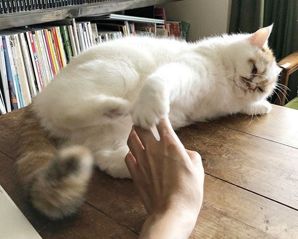 寝転ぶ猫