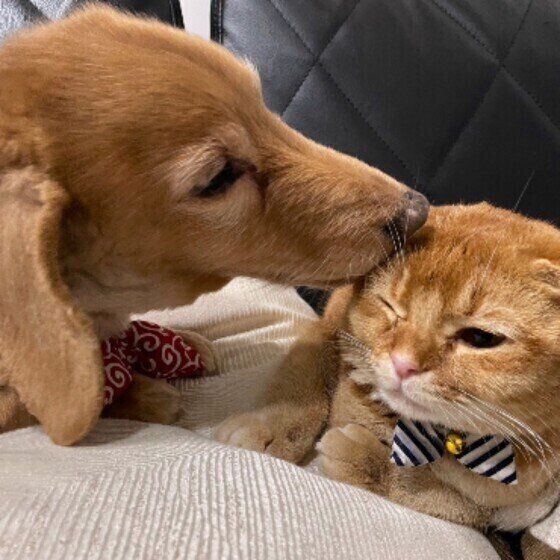 スコティッシュフォールドのスコアくんと同居犬ちゃん