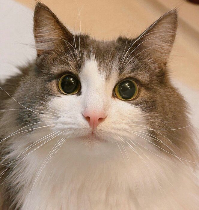 かわいい顔をする直哉くん