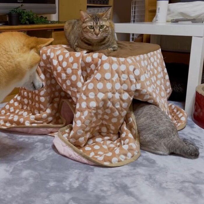 リノちゃん、お尻が隠れてない