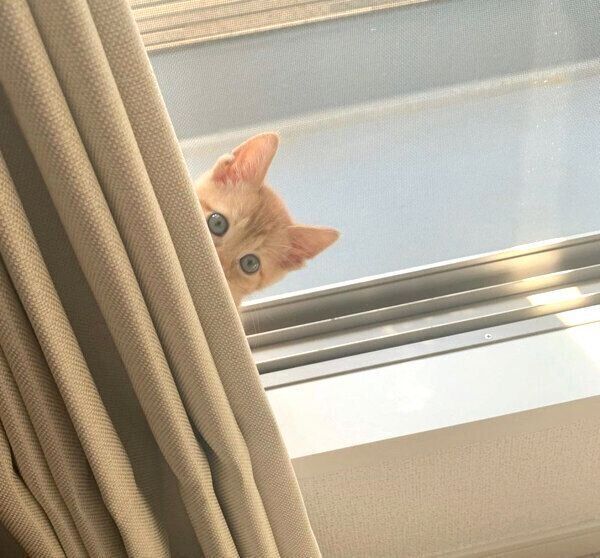 顔をひょっこり出すわさびちゃん