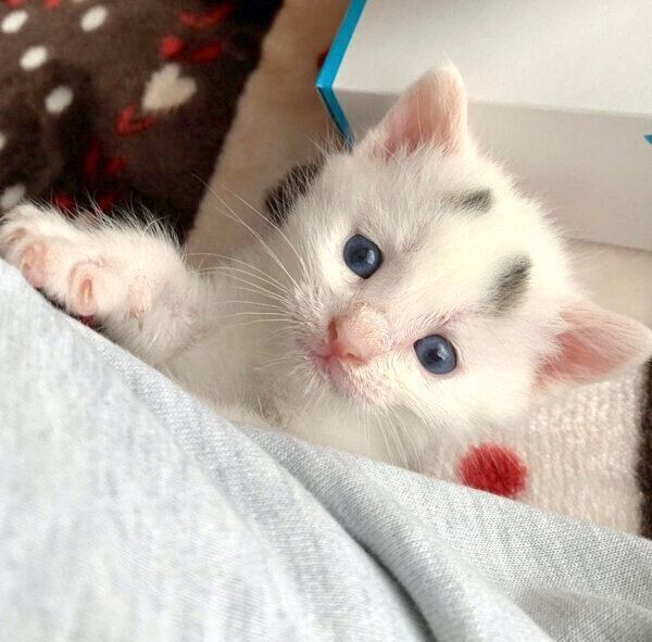 見つめる子猫時代のまろちゃん