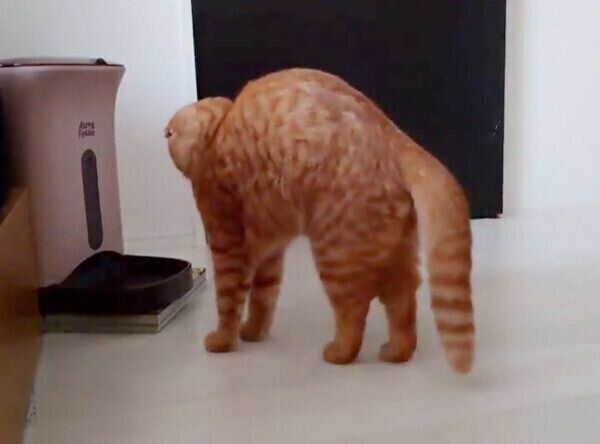 ごはんの時間を完全把握するきなこくん