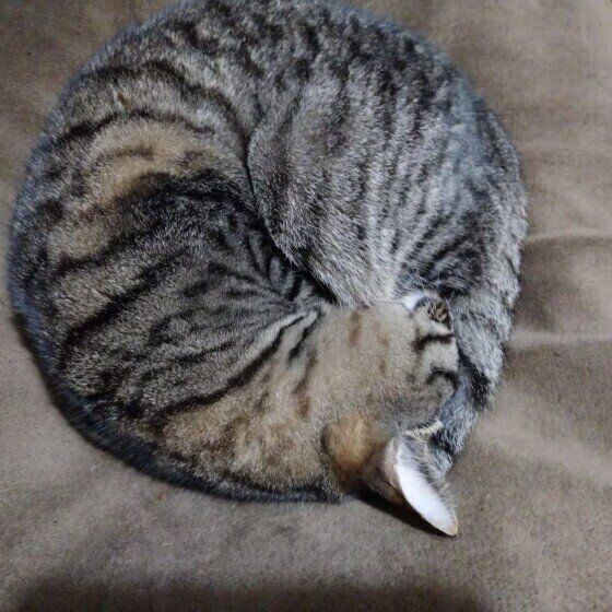 アンモニャイトするキジトラ