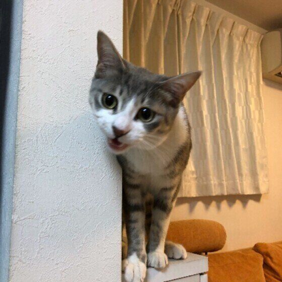 見つめる猫