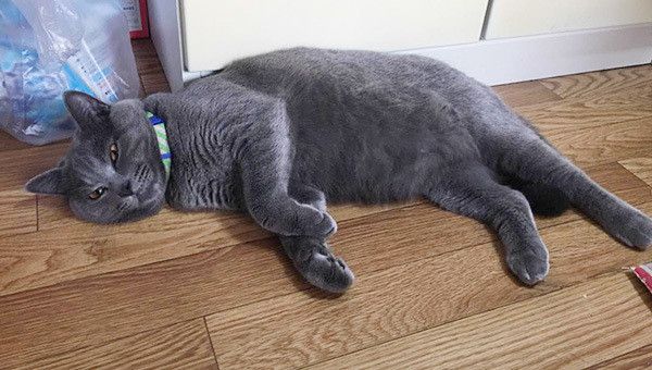 寝転ぶ猫
