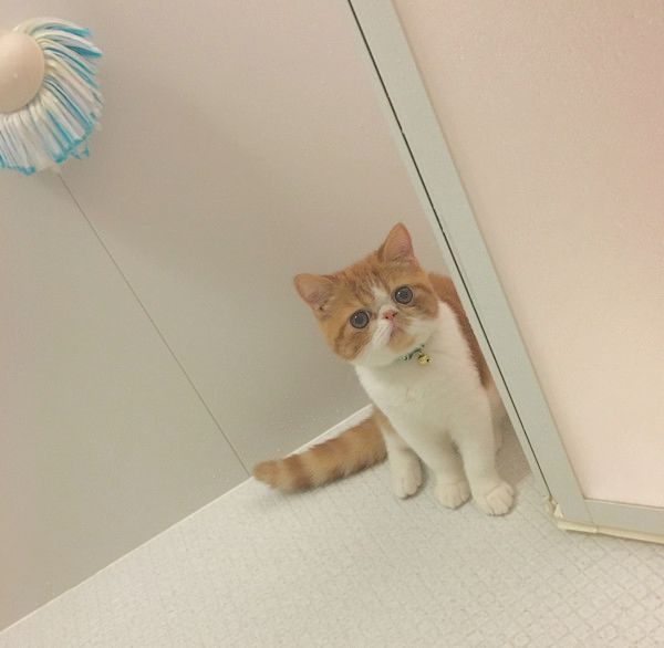 飼い主さんをストーカーする猫
