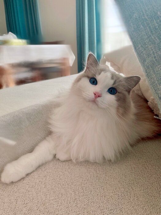 飼い主さんのことを見るラグドール