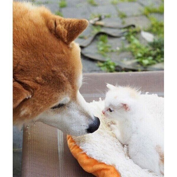 蔵から中国古銭と一緒の箱から出てきた 5体の内の1体　 犬イヌ中国古美術土器 蔵から中国古銭と一緒の箱から出てきた 5体の内