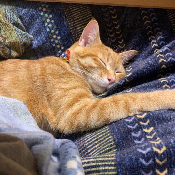 眠る猫