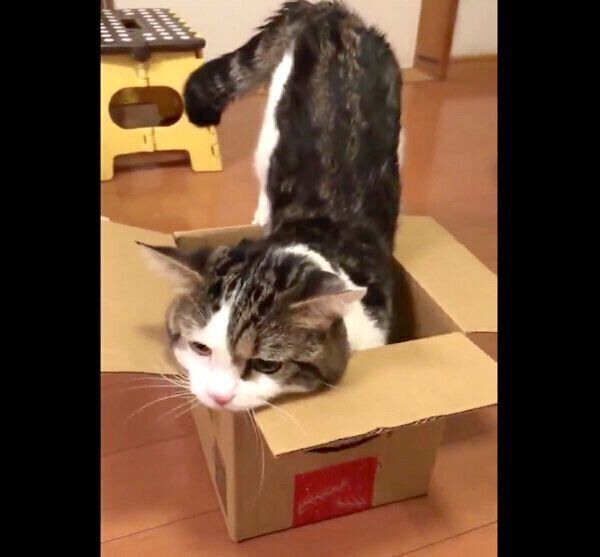 ダンボールの入り方のクセが強すぎるライちゃん