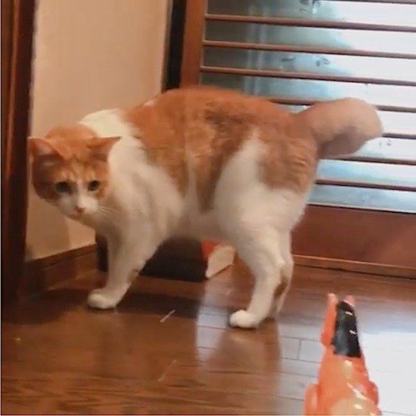 馬のおもちゃをスルーする猫