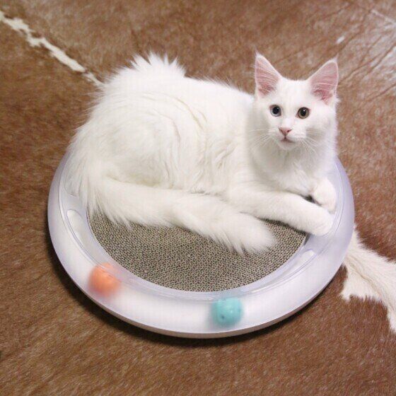 メインクーンのククルくん