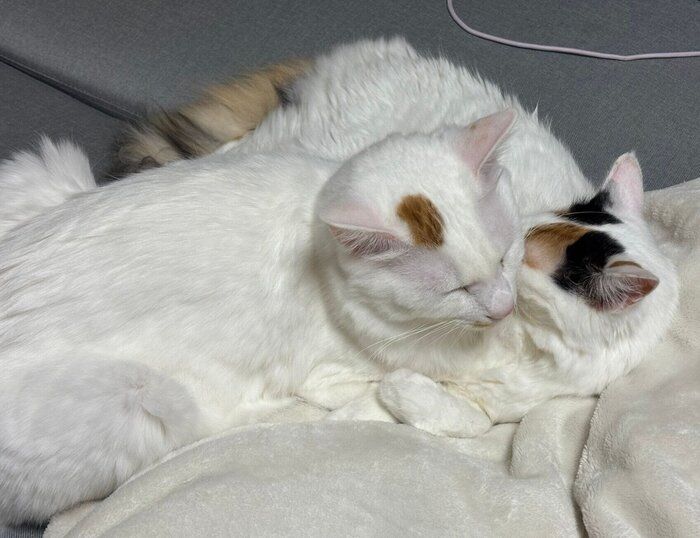 一緒に眠るペルセウスくんとエリスちゃん
