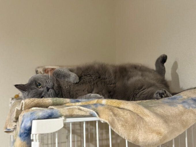 撫でられるのを待つブリティッシュショートヘア