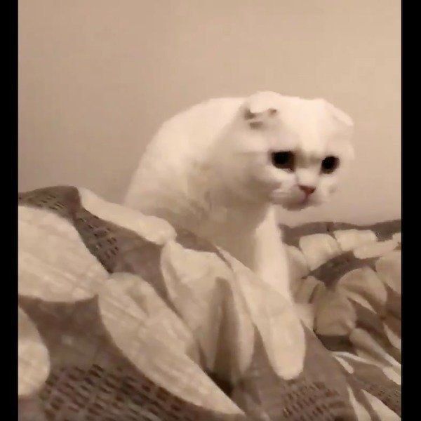 飼い主さんと謎の攻防戦を繰り広げるむくくん