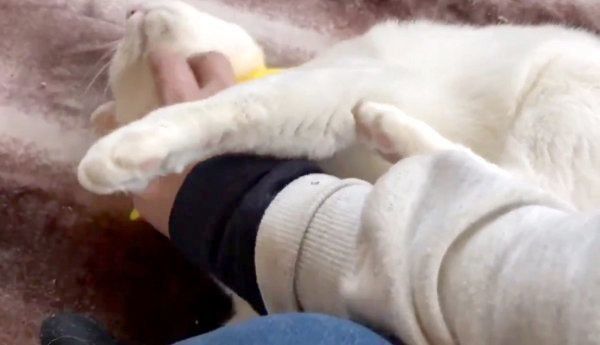 アゴの下を掻いてもらうと、左後ろ脚を動かしちゃうシャオリンちゃん