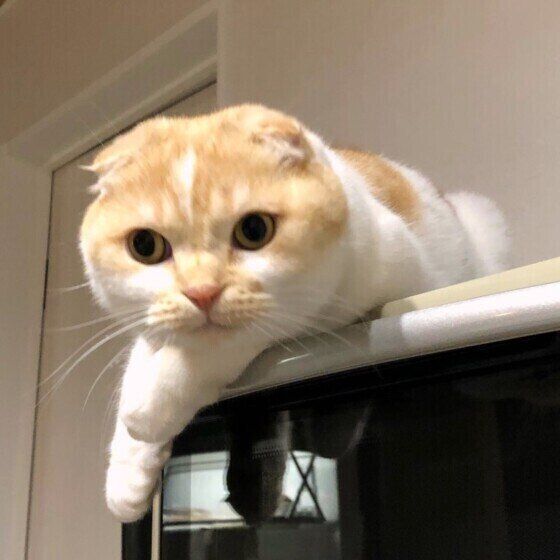 真顔の猫