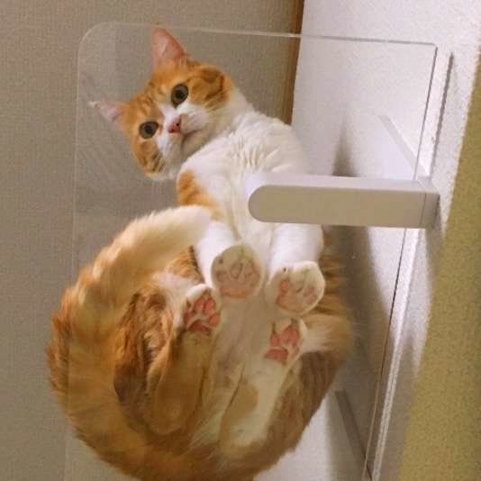 下を見る猫