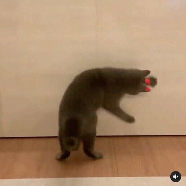 体をグニャリと曲げるぐりちゃん