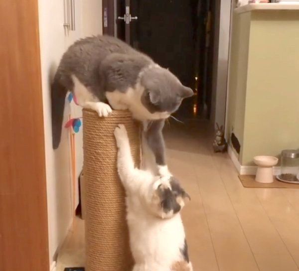 ねね子ちゃんにパンチをするドラ千代くん