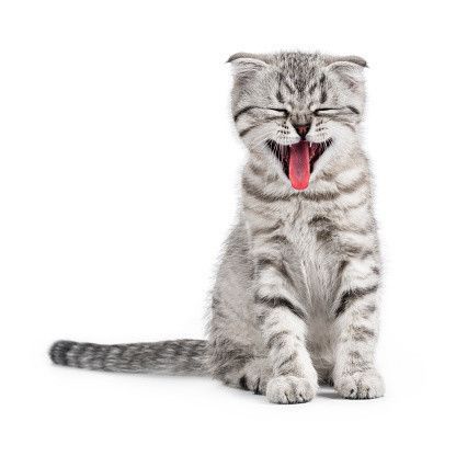 くしゃみをする子猫