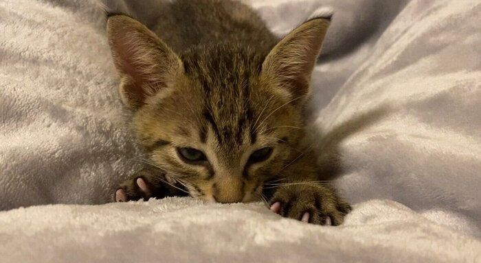フミフミしている生後1カ月の猫