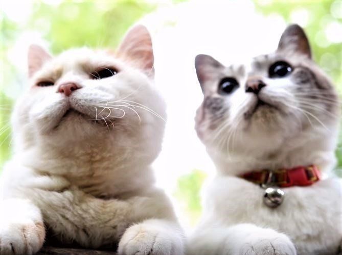 森と猫
