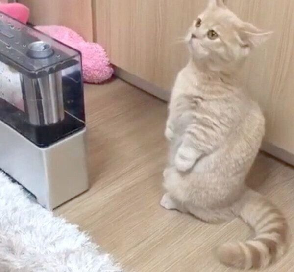 加湿器が気になるここちゃん