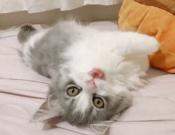 寝起き姿が可愛いテミーちゃん