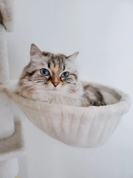 ハンモックでくつろぐサイベリアン