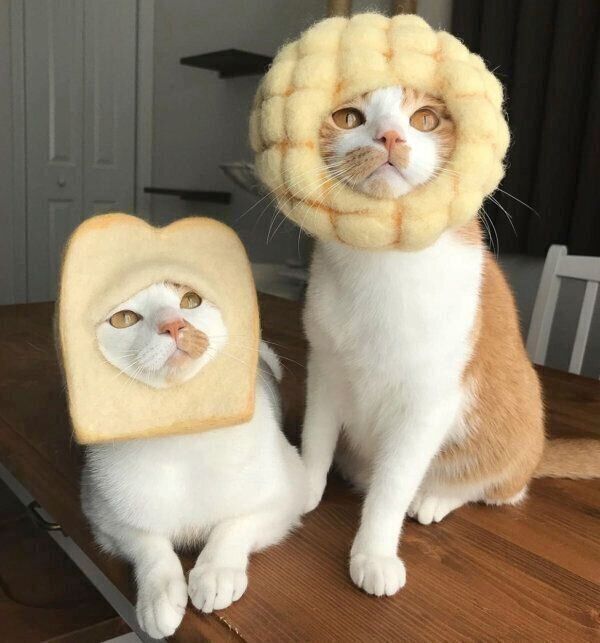 かぶりものをかぶるいちごちゃんとタルトくん