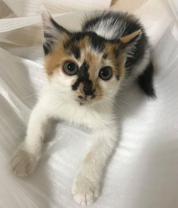 生後1カ月半ごろのさくらちゃん