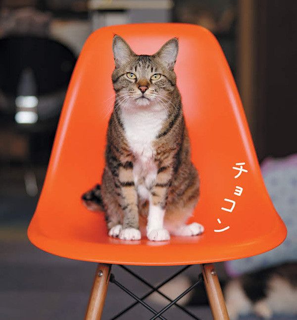 座る猫