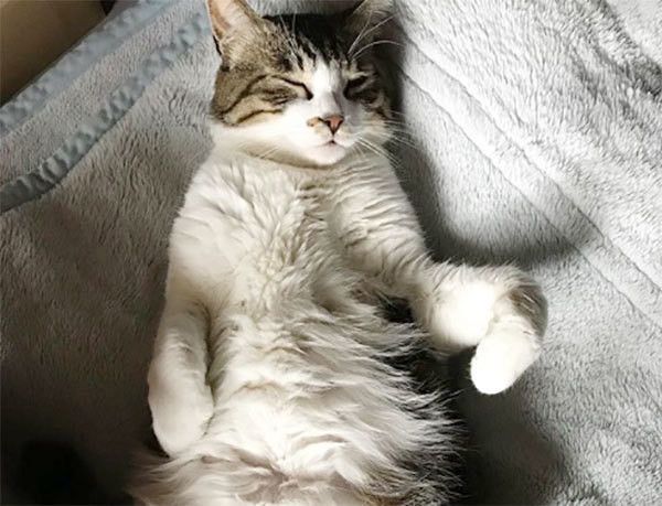 眠る猫