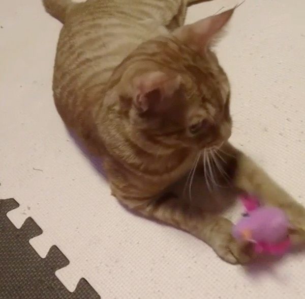 遊ぶ猫