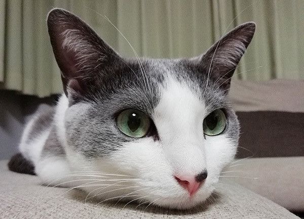 見つめる猫