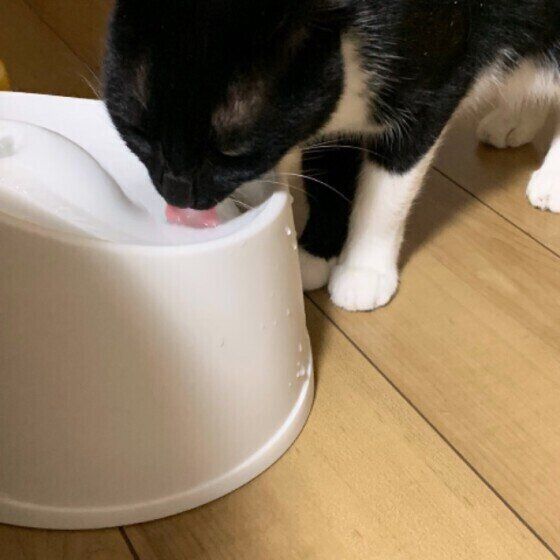 水を飲むMix猫